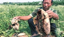 兴平吃瓜最新事件爆料,揭秘背后惊人真相