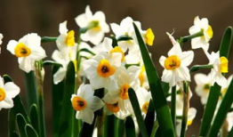 水仙花电视剧,花开花落，演绎一段感人至深的家族传奇